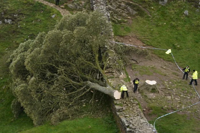 Two Men Face Court Over Sycamore Gap Tree Destruction Near Hadrian’s Wall Two Men Face Court Over Sycamore Gap Tree Destruction Near Hadrian’s Wall