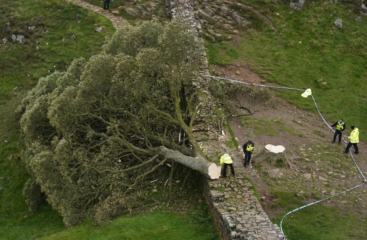 Two Men Face Court Over Sycamore Gap Tree Destruction Near Hadrian’s Wall