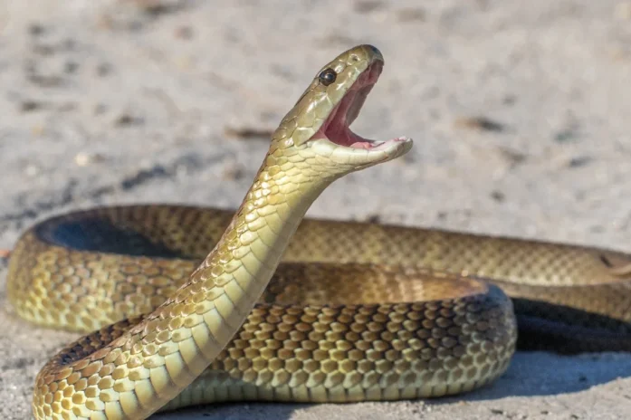 Man Bitten 200 Times By Venomous Snakes Creates Antivenom That Could Save Millions Man Bitten 200 Times By Venomous Snakes Creates Antivenom That Could Save Millions